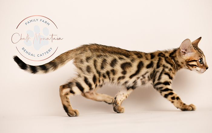 Miles brown Bengal kitten with rosetted markings for sale in Texas